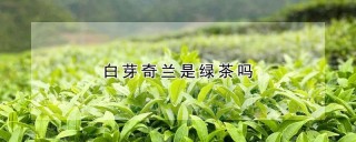 白芽奇兰是绿茶吗,第1图