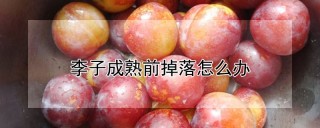 李子成熟前掉落怎么办,第1图