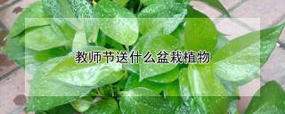 教师节送什么盆栽植物,第1图