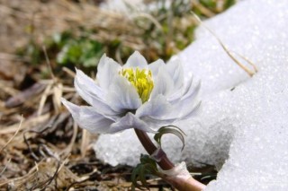 雪莲花花语,第2图