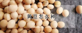 黄豆怎么种,第1图