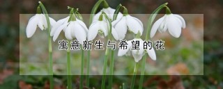 寓意新生与希望的花,第1图