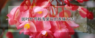 斑叶竹节秋海棠花的养殖方法,第1图