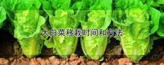 大白菜移栽时间和方法,第1图