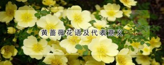 黄蔷薇花语及代表意义,第1图