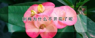 刺梅为什么不开花了呢,第1图