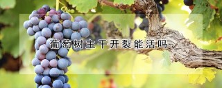 葡萄树主干开裂能活吗,第1图