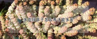 多肉钱串子怎么养才能多发,第1图