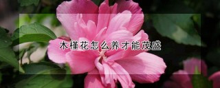 木槿花怎么养才能茂盛,第1图