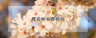 樱花树长樱桃吗,第1图