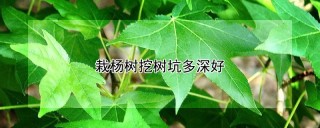 栽杨树挖树坑多深好,第1图