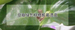 豆瓣绿怎样修剪最漂亮,第1图