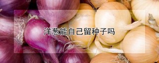 洋葱能自己留种子吗,第1图