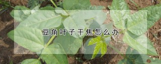 豆角叶子干焦怎么办,第1图