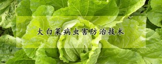 大白菜病虫害防治技术,第1图