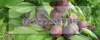 李子树可以压条繁殖吗,第1图