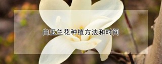 白玉兰花种植方法和时间,第1图