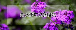 美女樱可以暴晒吗,第1图