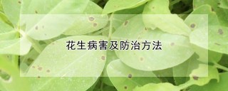 花生病害及防治方法,第1图