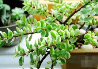 多肉植物雅乐之舞怎么养，注意五个要点一年四季常青,第4图