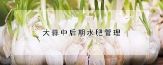 大蒜中后期水肥管理,第1图