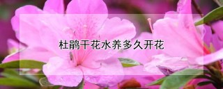 杜鹃干花水养多久开花,第1图