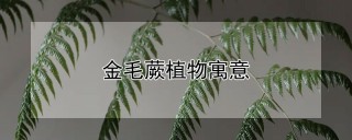 金毛蕨植物寓意,第1图