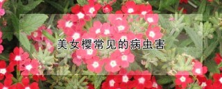 美女樱常见的病虫害,第1图