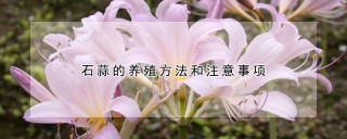 石蒜的养殖方法和注意事项,第1图