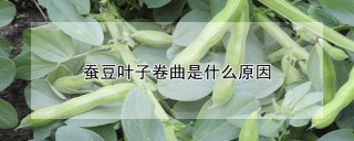 蚕豆叶子卷曲是什么原因,第1图