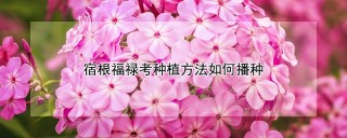 宿根福禄考种植方法如何播种,第1图