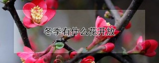 冬季有什么花开放,第1图