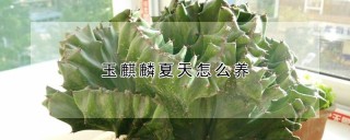 玉麒麟夏天怎么养,第1图