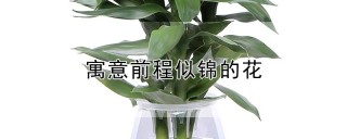 寓意前程似锦的花,第1图