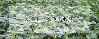 绿豆是什么季节收获,第1图