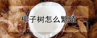 椰子树怎么繁殖,第1图