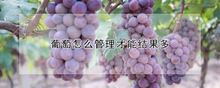 葡萄怎么管理才能结果多,第1图