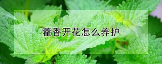 藿香开花怎么养护,第1图