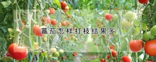 蕃茄怎样打枝结果多,第1图