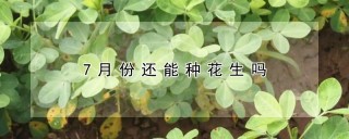 7月份还能种花生吗,第1图