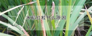 水稻红粒什么原因,第1图