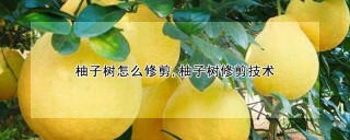 柚子树怎么修剪,柚子树修剪技术,第1图