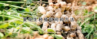 夏花生种植时间和方法,第1图