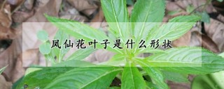 凤仙花叶子是什么形状,第1图