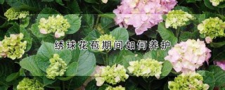 绣球花苞期间如何养护,第1图