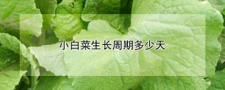 小白菜生长周期多少天,第1图