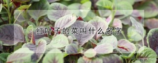 红叶子的菜叫什么名字,第1图