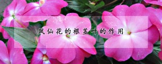 凤仙花的根茎叶的作用,第1图