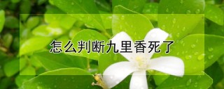 怎么判断九里香死了,第1图