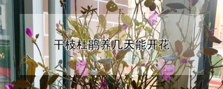 干枝杜鹃养几天能开花,第1图